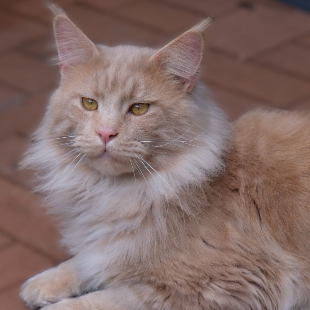 Pielęgnacja sierści Maine Coona – Kompletny przewodnik dla opiekunów