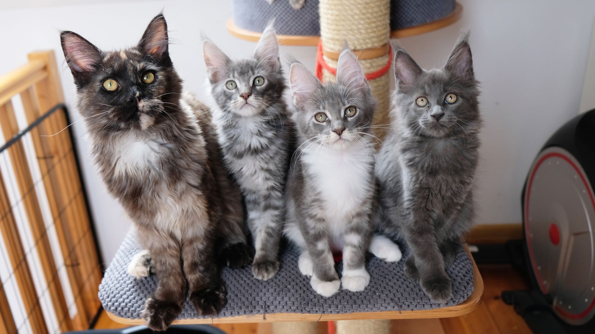 Historia hodowli Lwia Skała*PL