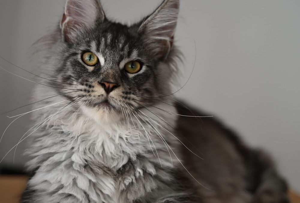 Żywienie Maine Coon – Poradnik dla właścicieli