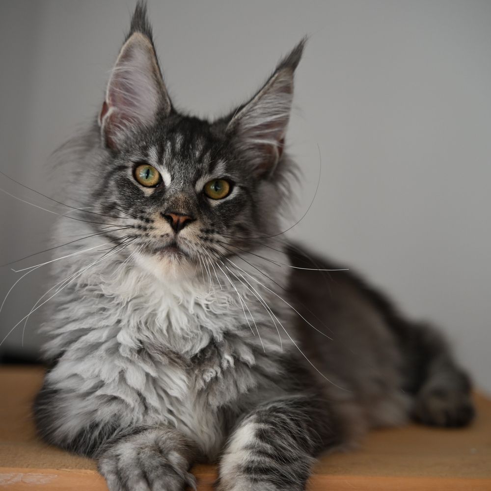 Żywienie Maine Coon – Poradnik dla właścicieli