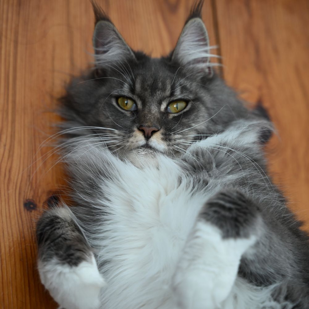 Jak dbać o zęby i dziąsła Maine Coona – Kompletny poradnik dla właścicieli