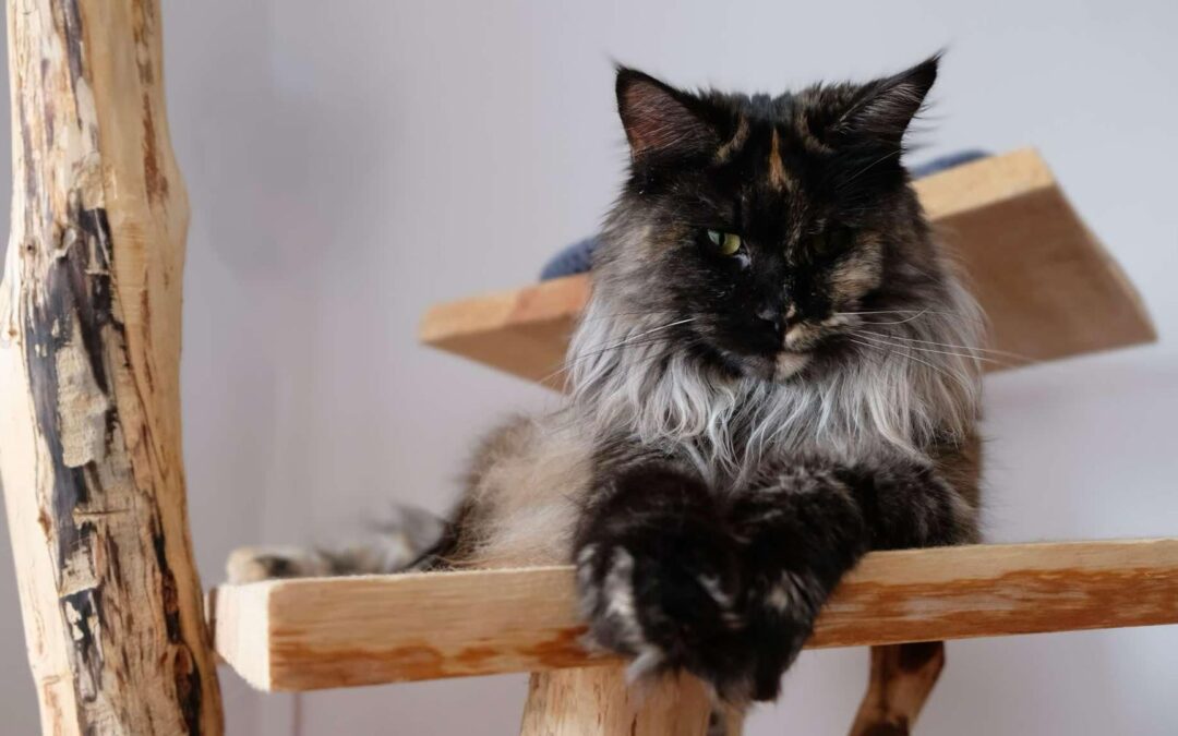 Maine Coon – Łagodny Olbrzym o Lwim Sercu