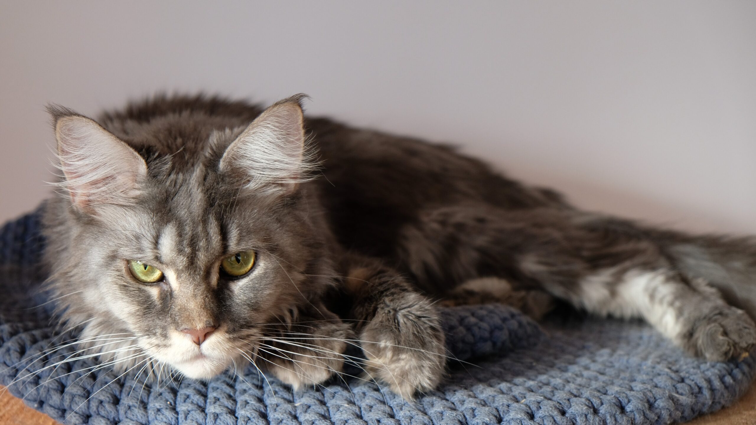 Rośliny bezpieczne i trujące dla Kota Maine Coon: Kompletny przewodnik dla opiekunów