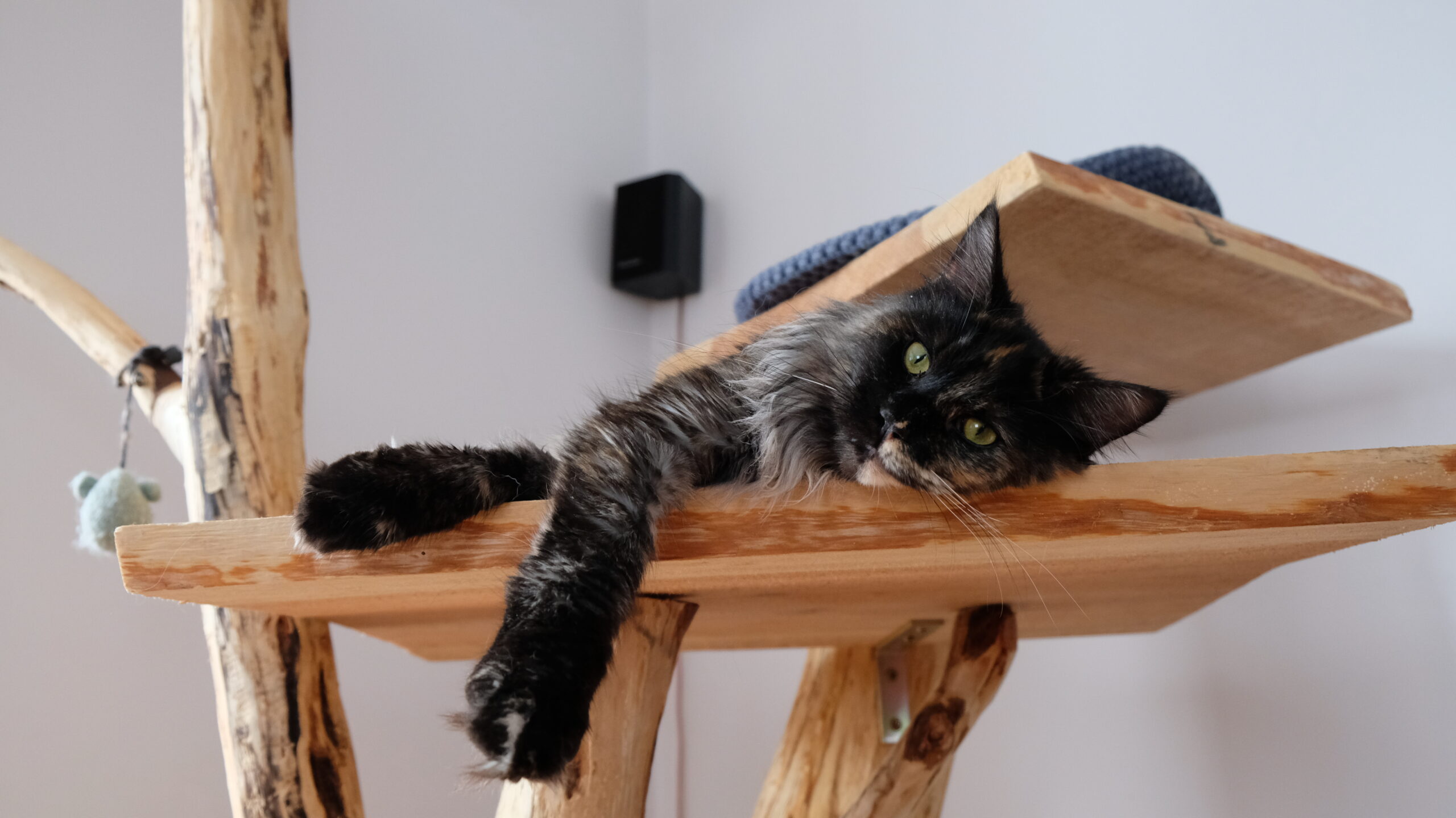 JAK ZABEZPIECZYĆ DOM DLA KOTA RASY MAINE COON – PORADNIK DLA WŁAŚCICIELI