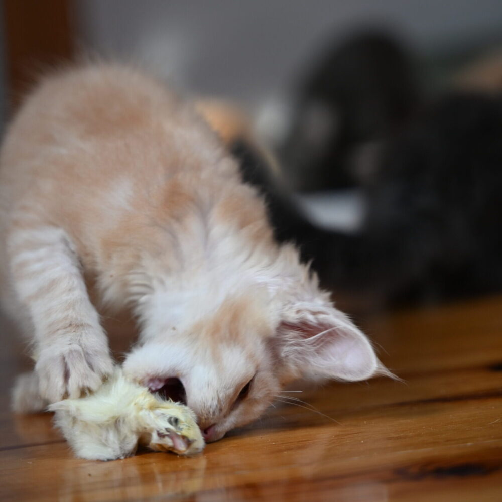 Młodzieńcze vs. Plazmocytarne Zapalenie Dziąseł: Co musi wiedzieć właściciel Maine Coona?