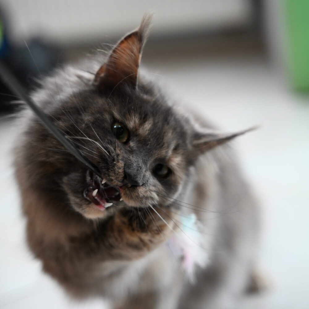 Instynkt łowiecki kota – dlaczego zabawa w polowanie jest kluczowa dla zdrowia i rozwoju?